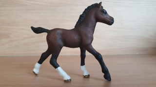 Arabské hříbě 13762, model 2013