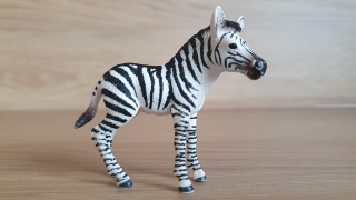 zebra mládě 14811, model 2017