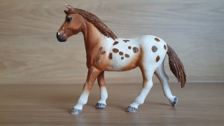 Appaloosa klisna 42433, model 2017