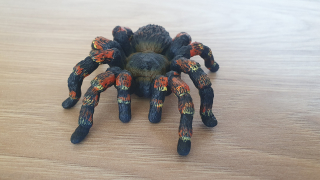 Tarantule 14829, model 2018