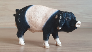 prase švábské  13643, model 2008