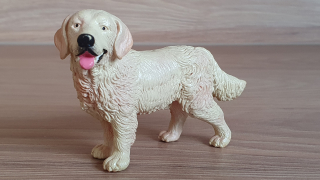 zlatý retrívr  16313