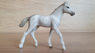 Holštýnské hříbě 13860, model 2017