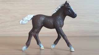černé lesní hříbě 13899, model 2019
