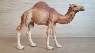 velbloud jednohrbý 14832, model 2019