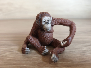 orangutan 14775, model 2016