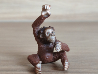 orangutan mládě 14776, model 2016
