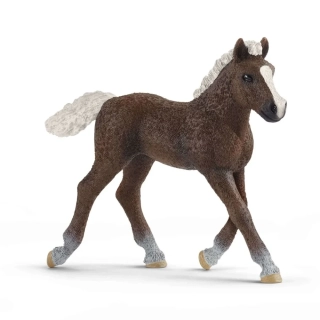 černé lesní hříbě 13899, model 2019