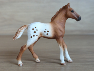 Appaloosa hříbě 42433, model 2017