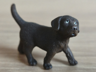 labrador hnědý štěně 16388, model 2009