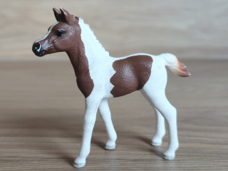 Pintabiian hříbě 13839, model 2016