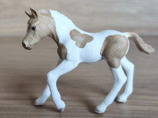 Paint hříbě 13886, model 2018