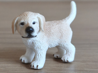 zlatý retrívr štěně 16378, model 2008