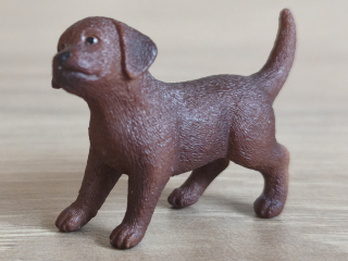 Labradorský retrívr štěně 13835, model 2016