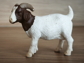 Koza burská  13259, model 2001
