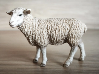 ovce  13743, model 2013