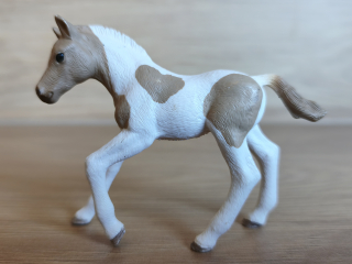 Paint hříbě 13886, model 2018