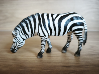 zebra krmící se 14609, model 2009